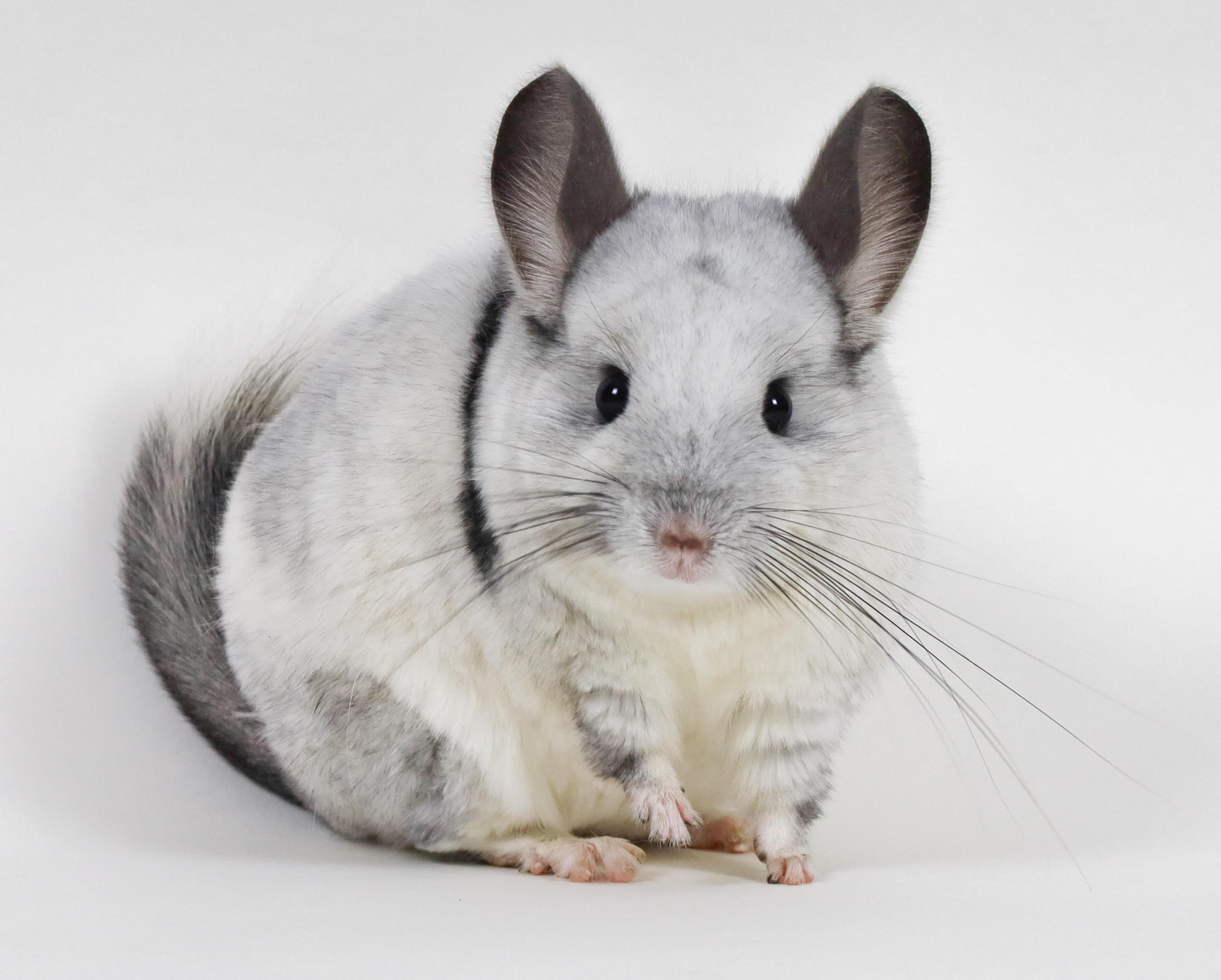 image from Scaling Laws and Chinchilla